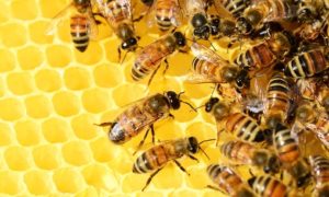Brighton Bees