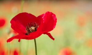 Remembrance Day